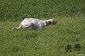 Setter Anglais HIFFI DES LONGS ABRIS Setter Anglais HIFFI DES LONGS ABRIS